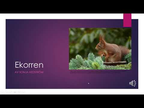 Video: Hur Man Sätter In Ljud I Powerpoint