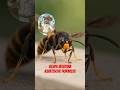 Asiatische Hornissen - Infos 🐝 (Vespa Velutina)