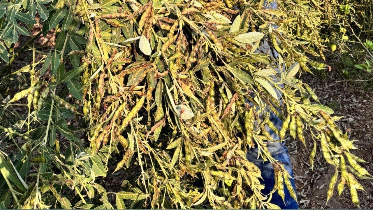 સ્કાયલોન માલાબાર તુવેર ઓછા પાણી માં વધારે ઉત્પાદન મેળવવી શકાય તેની સંપૂર્ણ માહિતી આપવામાં આવી છે.