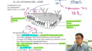 Herman Yeung - HKCEE Biology - PP 2010/II/Q1 (Only 1) (Question Type: 1c3) (Fluid-Mosaic Model)