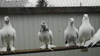 Голуби Tauben Pigeons Таджикские Андрея 1
