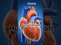 How human heart works easy explanation with animation #science#heart#facts#shorts#shortvideo#short