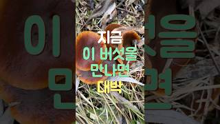 여러분! 지금 이 버섯을 만나면 대박입니다. #팽나무버섯 #팽이버섯 #버섯산행