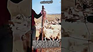 전통 유목 목장의 아침 루틴과 양떼 방목 과정 #worker #process #agriculture #livestock #ranch