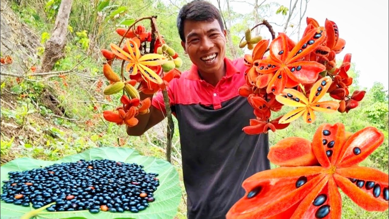 Wild Nut Foraging:Finding And Collecting Sterculia Nuts//Northeast India//Banrap Vlogs