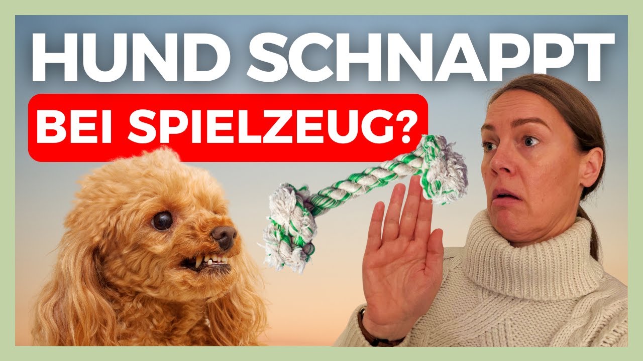 😱 HUND gibt SPIELZEUG NICHT HER, KNURRT & SCHNAPPT? Erziehungsfehler vermeiden, RICHTIG trainieren ✅