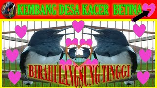 Kacer kembang deso cocok untuk merayu jantan agar gacor,emosi & birahi tinggi,buka ekor