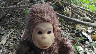 La Campagne Et Ses Animaux