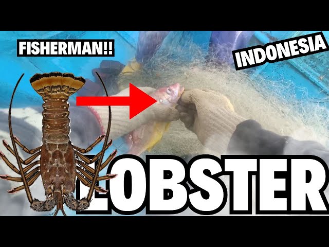 PART 44 NELAYAN INDONESIA :SEE FISHERMEN HARVESTING FISH AND LOBSTER IN THE INDIAN OCEAN class=