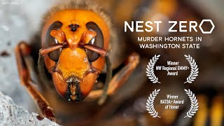 Nest Zero  Murder Hornets in Washington State