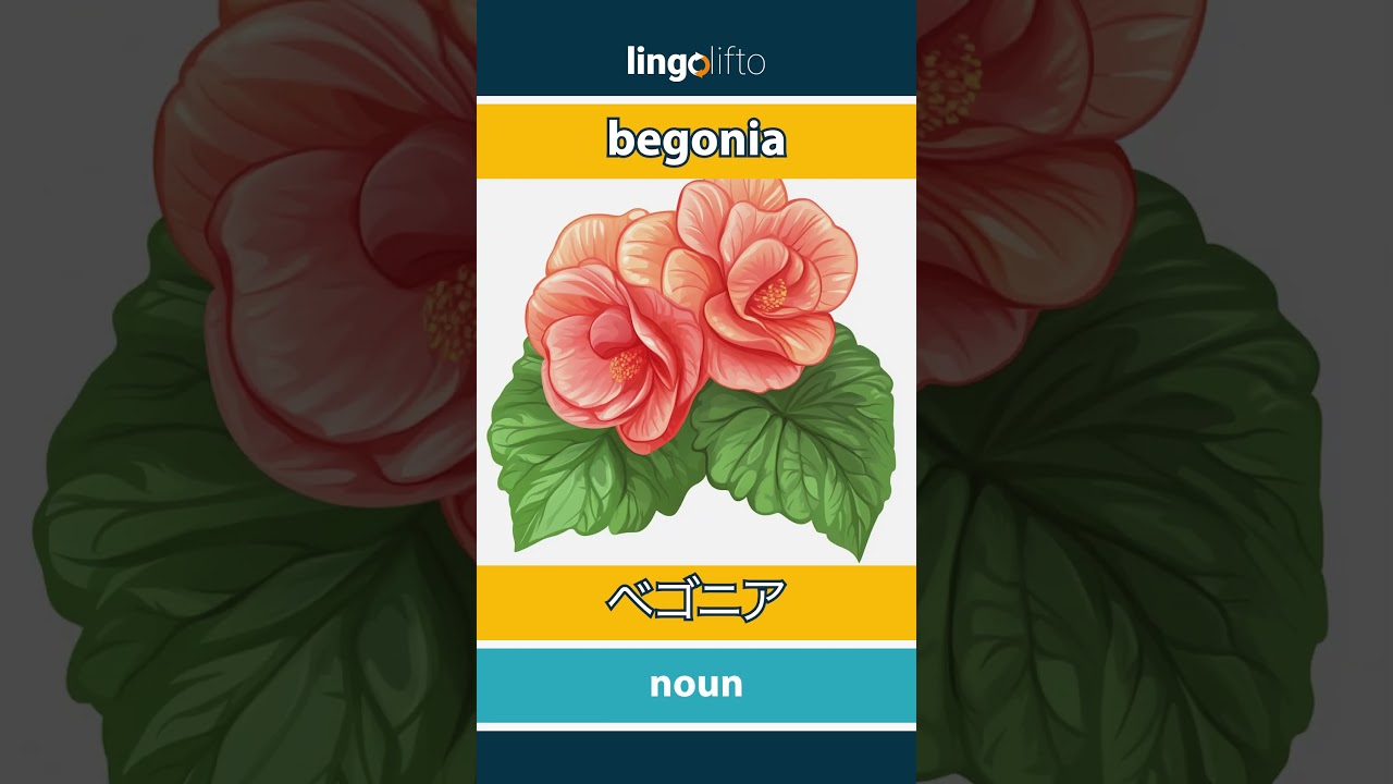 🇬🇧🇯🇵 begonia - ベゴニア : learn English : 英語を学ぼう