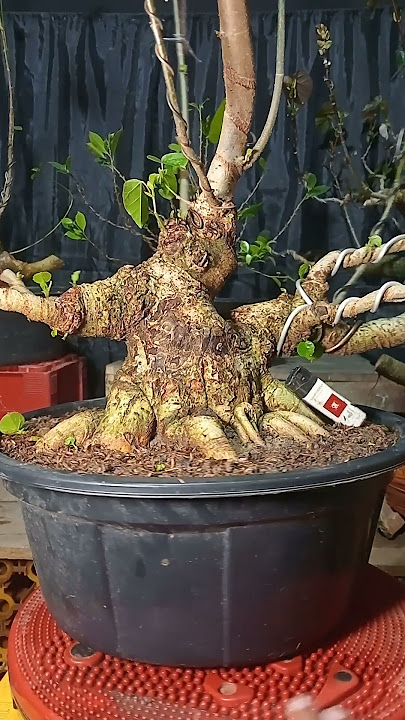 Di jual bahan bonsai waru lokal.