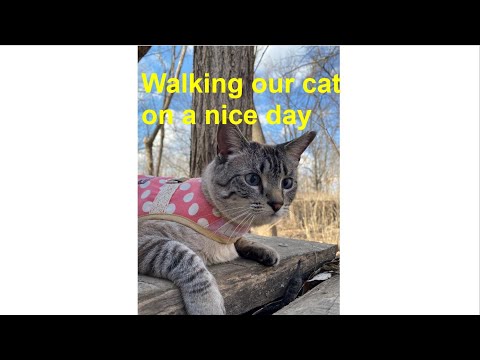 Cat Walking in park