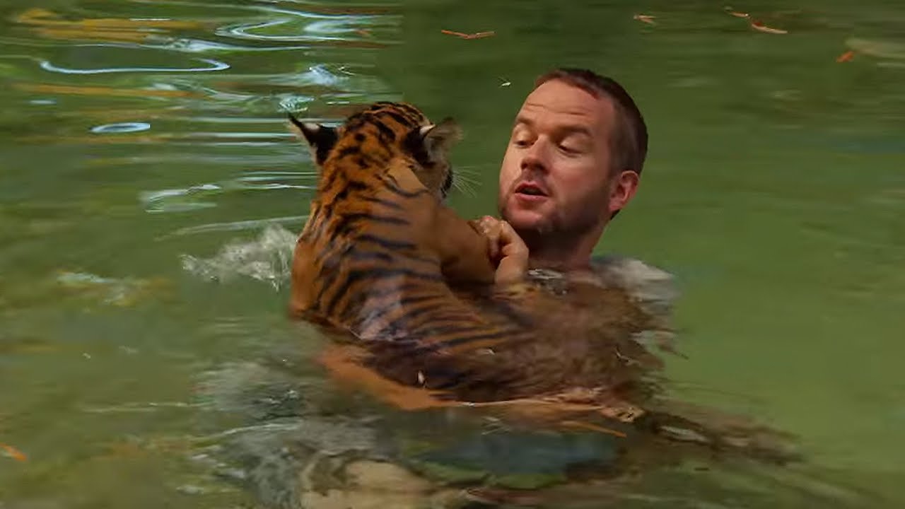 ⁣Tiger Cubs Swimming For The First Time | Tigers About The House | BBC