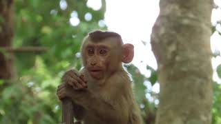 Little boy monkey Leo , feel free in his jungle #viral #animals #motivation #nature