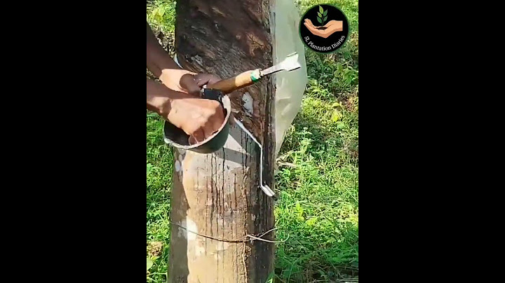 රබර් කිරි කැපීම#Rubber Tapping #Plantation #Rubber #Sri Lanka