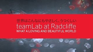 teamLab at Radcliffe | What a Loving and Beautiful World || Radcliffe Institute