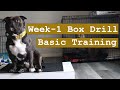 Standard american bully  basic training  week one dog doglover dogtraining americanbully