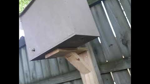 Swarm trap spring time scout bees checking the swarm trap out.