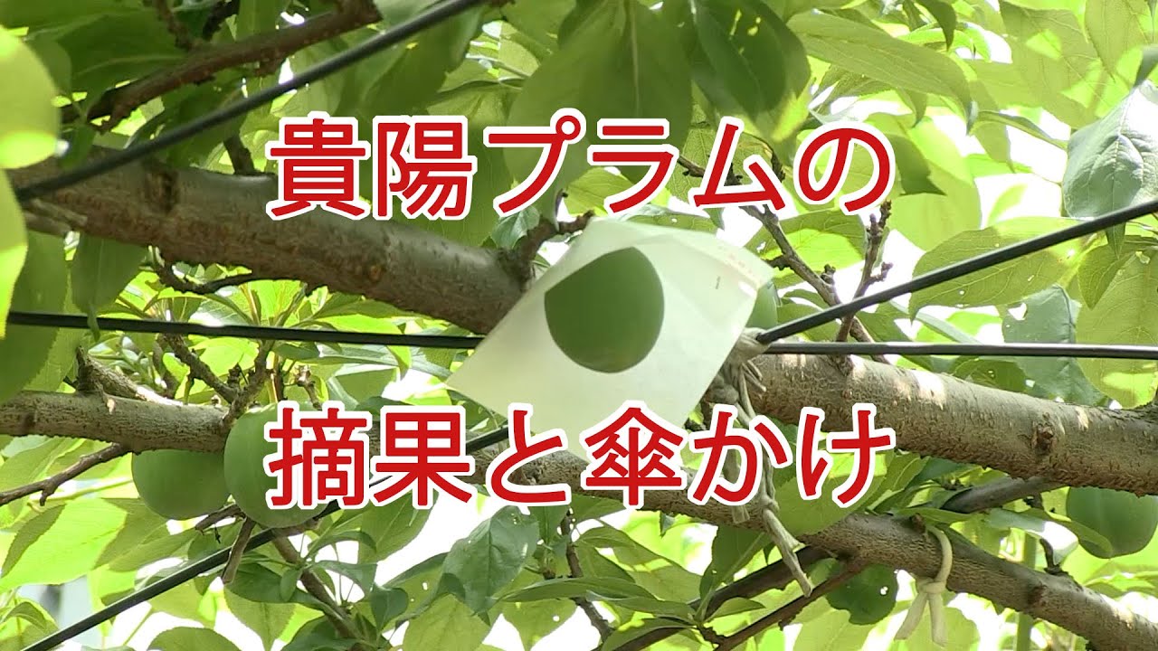 貴陽プラムの摘果と傘かけ　ー富久樹園チャンネルー