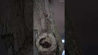 Sunda Scops Owl at Telok Blangah Rise Singapore