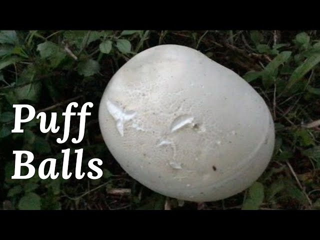 Foraging for Puff Ball Mushrooms 