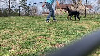 Doberman puppy learning through play