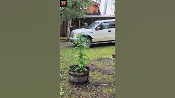 Game Camera Security  Keeping Watch and Peace of Mind