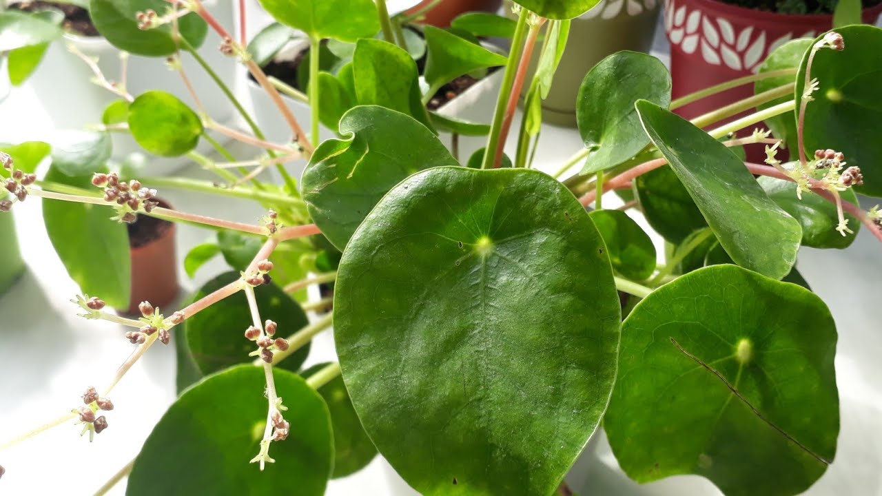 pilea