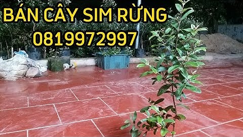 VDO 65/ Cây sim rừng cao 50 -60 cm tán 30 đã ra 1 vụ hoa/ ship toàn quốc 0819972997