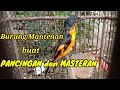 Burung Mantenan Buat Pancingan Dan Masteran Mp3 - Mp4 Download