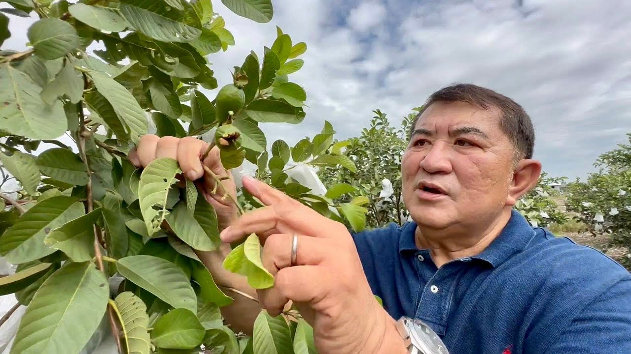 Pano pabungahin ang Guaple ng super dami? + Big business vs. farm, anong difference?