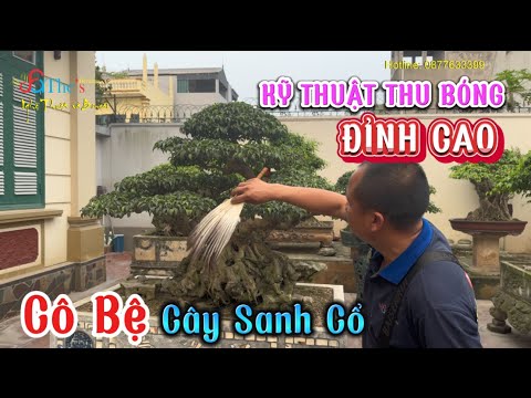 Kỹ thuật Tạo móng bệ siêu đỉnh bằng phương pháp cô Chậu ngay từ lúc cắt cây Sanh cổ về Phôi