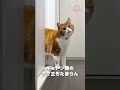 ひょっこりニャン🐾|A cat suddenly appears