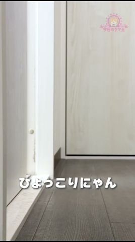 ひょっこりニャン🐾|A cat suddenly appears