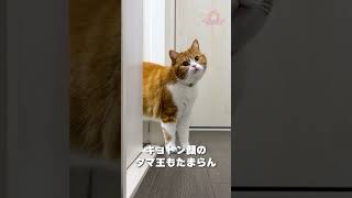 ひょっこりニャン🐾|A cat suddenly appears