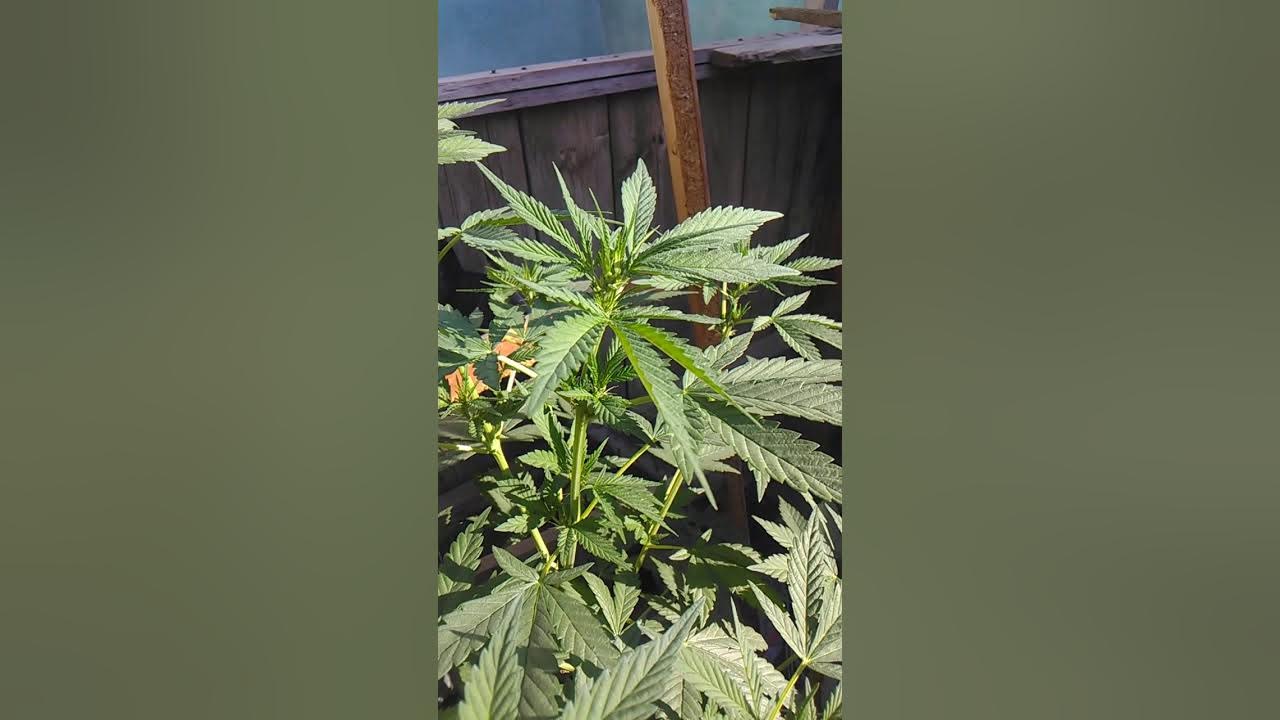 Cuanto cuesta una planta de marihuanas 2022