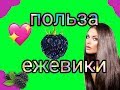 ЕЖЕВИКА!!!! ПОЛЬЗА И...