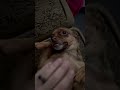 Puppy scratches #puppy #dog #cute #funny #fyp #foryou #viral #shorts