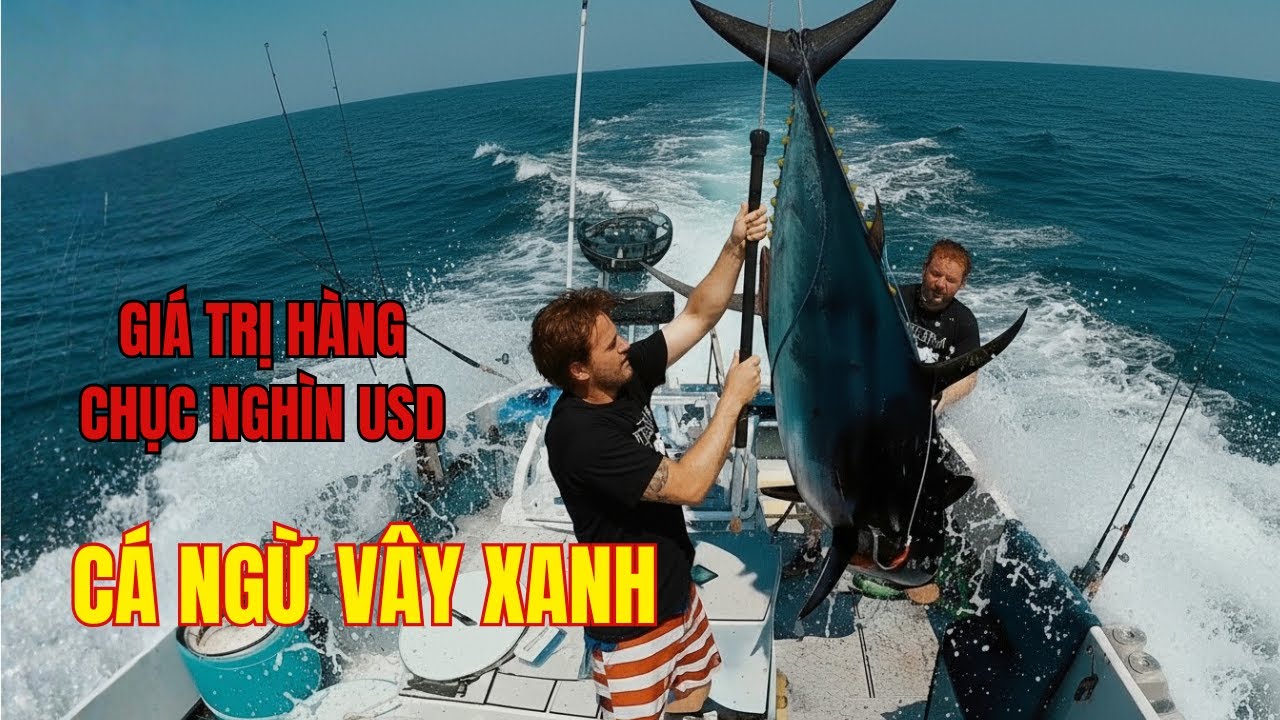 Cận Cảnh Câu Cá Ngừ Vây Xanh Cuộc Chiến Như Phim Hành Động Vì Giá Trị Khổng Lồ