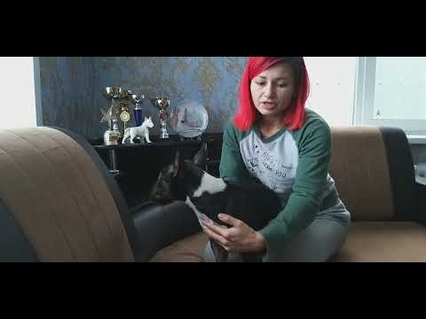 Как правильно выбрать щенка