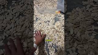 Тыквенные семечки и тёплый пол