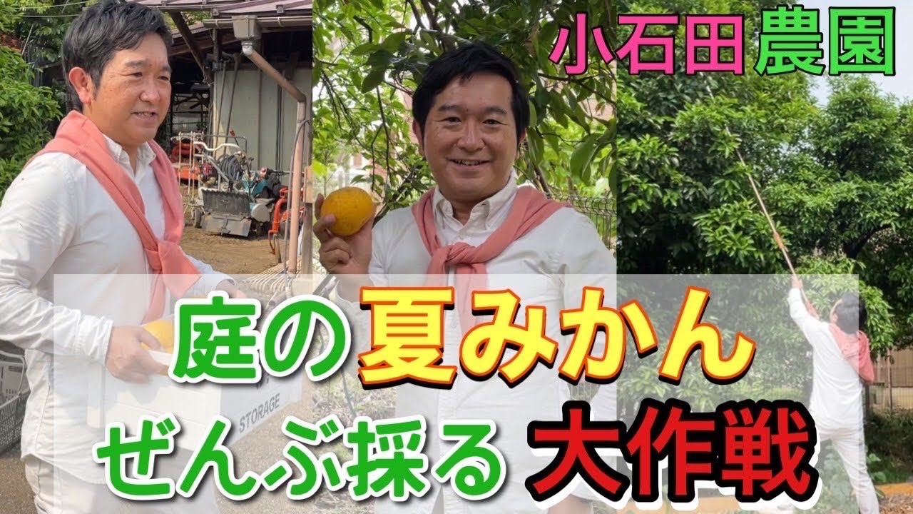 庭の【夏みかん】を採って【オリジナルジュース】を作る！