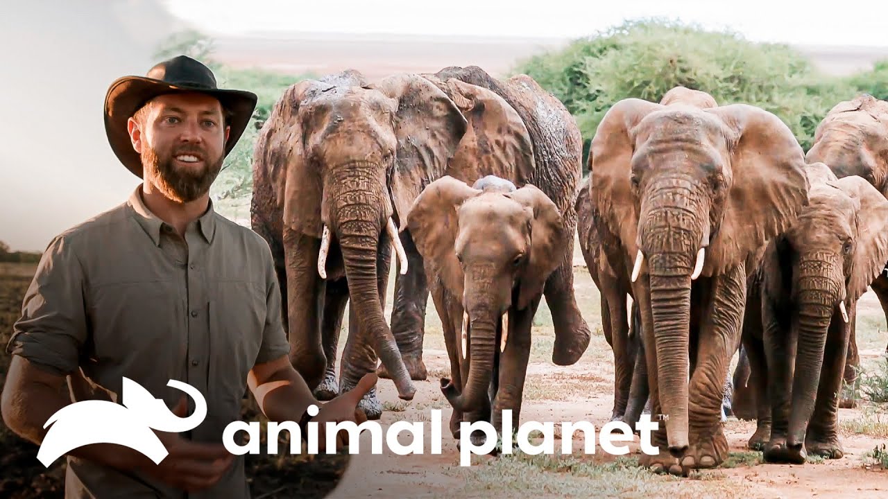 Forrest tenta salvar elefantes | Criaturas Misteriosas com Forrest Galant | Animal Planet Brasil