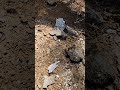 Unearthing a Stunning Herkimer Diamond Crystal