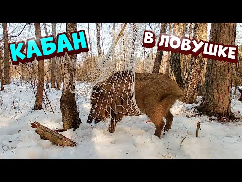 Ловушка из сетки на кабана [Часть-4]