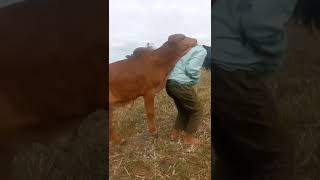 Dj Rip Love Faouzia Remix Tiktok Viral  Bass Slow Terbaru 2022