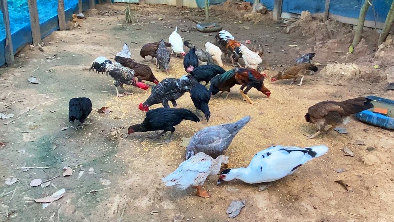 Raising animals in family in rural area / Animals Family