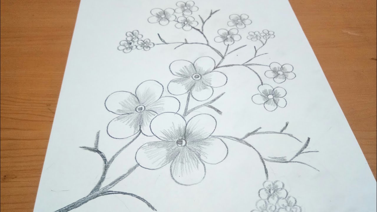  Sketsa  Bunga Sakura YouTube