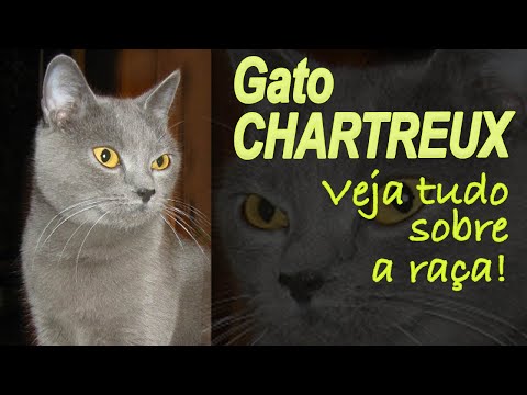 Vídeo: Raça De Gato Coupari Hipoalergênico, Saúde E Vida Útil